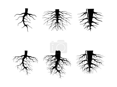Ilustración de Colecciones de vectores de raíces aisladas en blanco - Imagen libre de derechos