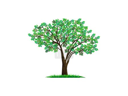Illustration for Green maple tree vector illustration - Royalty Free Image