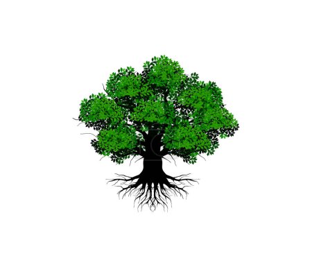 Ilustración de Logo del olivo. Árbol gigante con raíces vector icono aislado en blanco. - Imagen libre de derechos