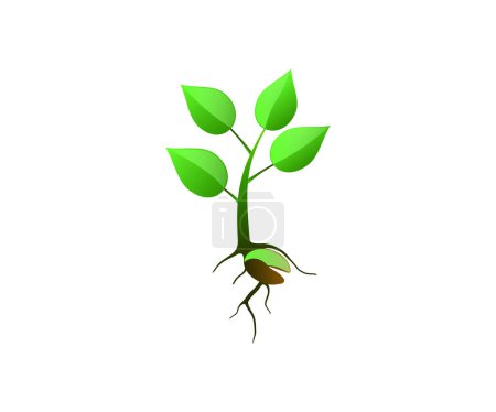 Téléchargez les illustrations : Une illustration de graines de plantes. Illustration jeune arbre isolé sur fond blanc pour toile et mobile. - en licence libre de droit