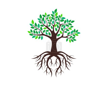 árbol vector ilustraciones, raíces, árbol de manglar VECTOR aislado