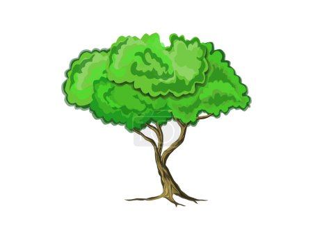 Illustration vectorielle de l'arbre Acacia. plantes dans le désert.