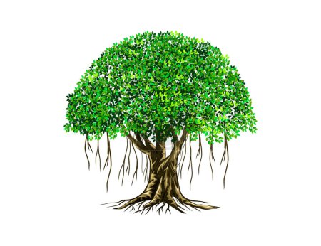 Ilustración de Ilustración del vector del árbol de Banyan. raíces del árbol de Banyan. - Imagen libre de derechos