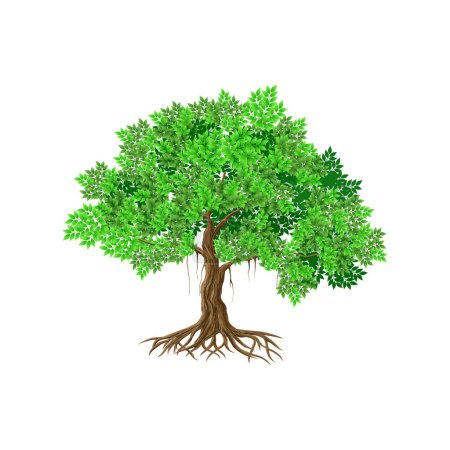Ilustración de Ilustración del árbol de Banyan aislada. viejo árbol. árbol de la vida. culturas indias. - Imagen libre de derechos