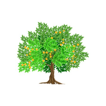 Ilustración de Naranja árbol vector ilustración, plantación de naranja. aislado en blanco - Imagen libre de derechos