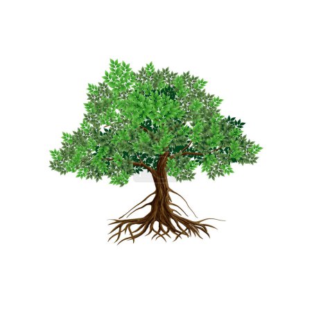 Illustration for Mangrove tree vector illustration isolated, great tree with roots. tree of life. - Royalty Free Image