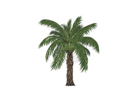 Téléchargez les illustrations : Clipart de palmier dattier. date arbre vecteur illustration isolé sur blanc - en licence libre de droit