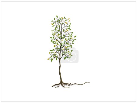 Illustration for Teak tree icon vector illustration - Royalty Free Image