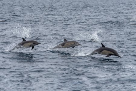 Photo for Long-beaked dolphins on the hunt - Royalty Free Image