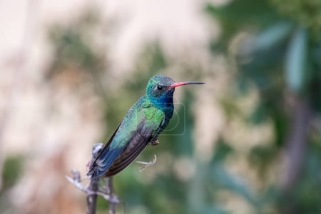 Photo for Broad-billed hummingbird posing on a stick - Royalty Free Image