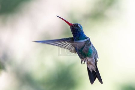 Photo for Broad-billed hummingbird caught in flight - Royalty Free Image