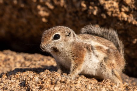 Photo for White-tailed antelope squirrel pose by rock - Royalty Free Image