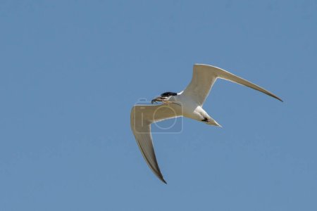Gull-billed tern flying with lizard