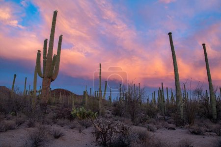 Coucher de soleil dans le désert de Sonoran
