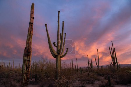 Zachód słońca na pustyni Sonora