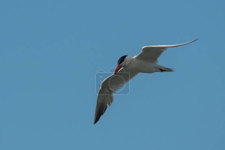 Photo for Caspian tern on the search for a meal - Royalty Free Image