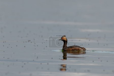 Photo for Eared grebe in a lake - Royalty Free Image