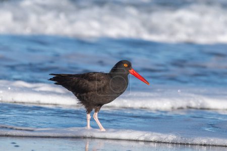 Photo for Black oystercatcher on a beach - Royalty Free Image