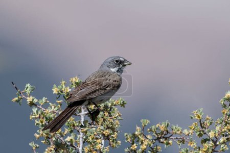 Photo for Sagebrush sparrow sitting on a perch - Royalty Free Image