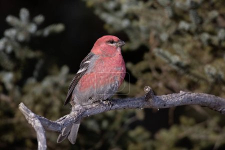 Photo for Pine grosbeak perched on a branch - Royalty Free Image