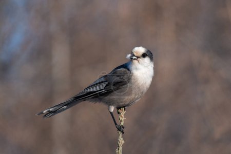 Photo for Canada jay on top of tree - Royalty Free Image