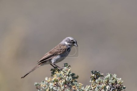 Photo for Sagebrush sparrow sitting on a perch - Royalty Free Image