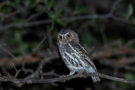 Elf owl sitting on perch at night