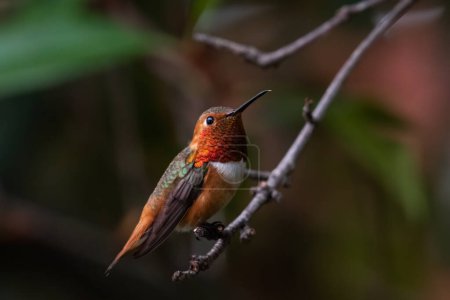 Photo for Rufous hummingbird on a perch - Royalty Free Image
