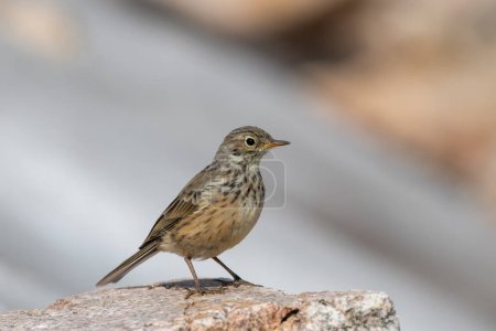 Photo for American pipit posing on a rock - Royalty Free Image