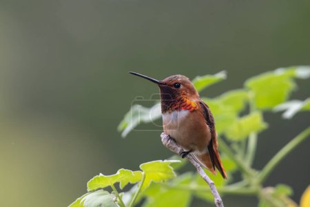 Photo for Rufous hummingbird on a perch - Royalty Free Image
