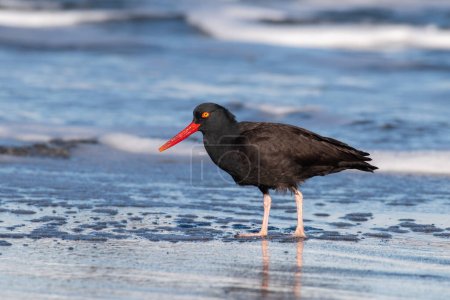 Photo for Black oystercatcher on the coast - Royalty Free Image