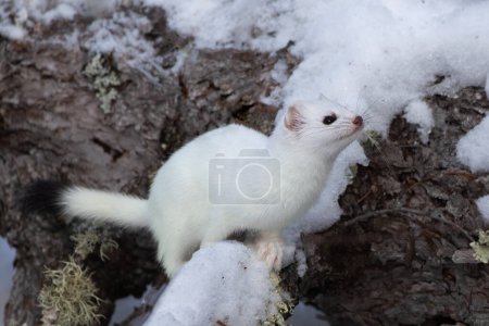 Photo for Ermine in winter fur about to jump - Royalty Free Image