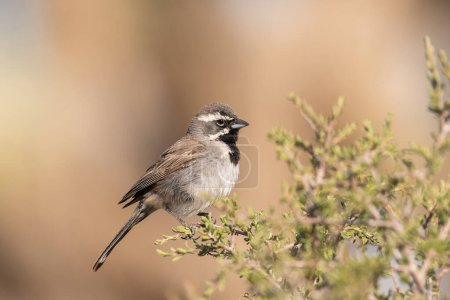 Black-throated sparrow sitting on sagebrush