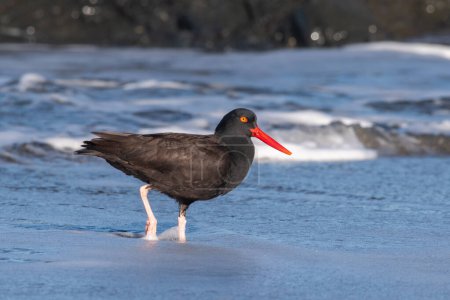 Photo for Black oystercatcher on the coast - Royalty Free Image