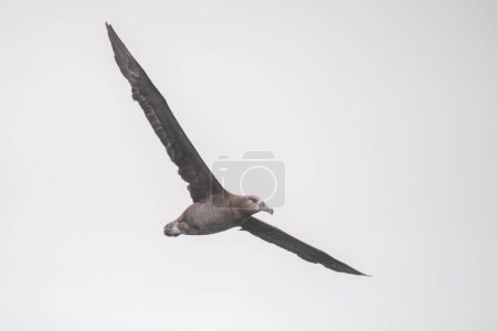 Photo for Black-footed albatross flying over the ocean - Royalty Free Image