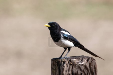 Photo for Yellow-billed magpie sitting on a fence post - Royalty Free Image