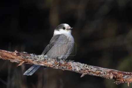 Photo for Canada jay perched on a branch - Royalty Free Image