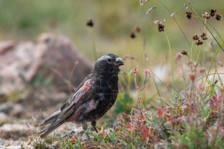 Photo for Black rosy-finch sitting in a meadow - Royalty Free Image