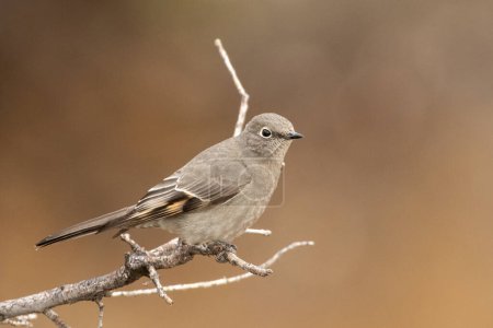 Photo for Townsend's solitaire on a perch - Royalty Free Image