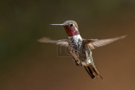 Photo for Broad-billed hummingbird frozen in flight - Royalty Free Image