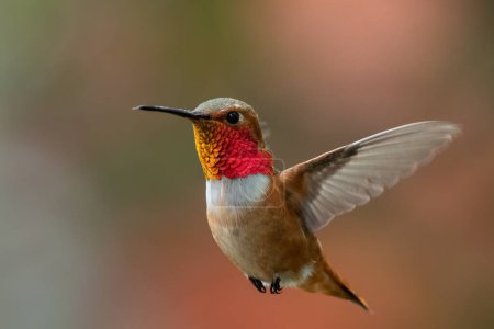 Photo for Male rufous hummingbird hovering  and frozen - Royalty Free Image