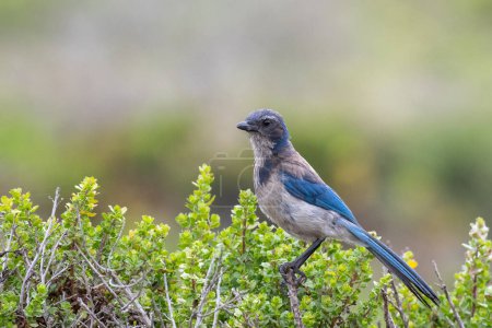 Photo for California scrub jay on top of a bush - Royalty Free Image