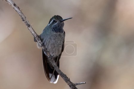 Blue-throated hummingbird on a perch
