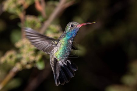 Photo for Broad-billed hummingbird caught in flight - Royalty Free Image
