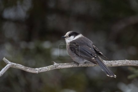 Photo for Canada jay sitting on a branch - Royalty Free Image