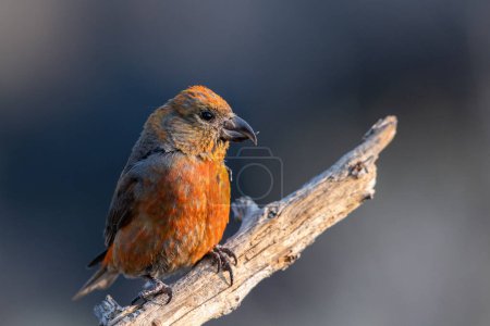 Photo for Red crossbill on a perch - Royalty Free Image