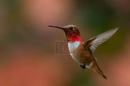 Photo for Male rufous hummingbird hovering  and frozen - Royalty Free Image
