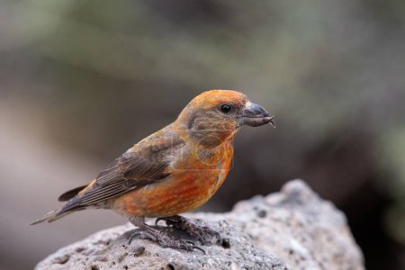 Photo for Red crossbill on a rock - Royalty Free Image