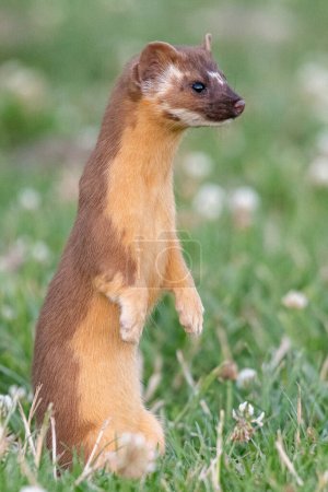 Long-tailed weasel standing in field 