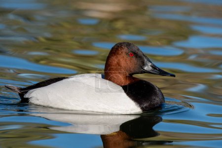 Canvasback in a pond on a sunny day